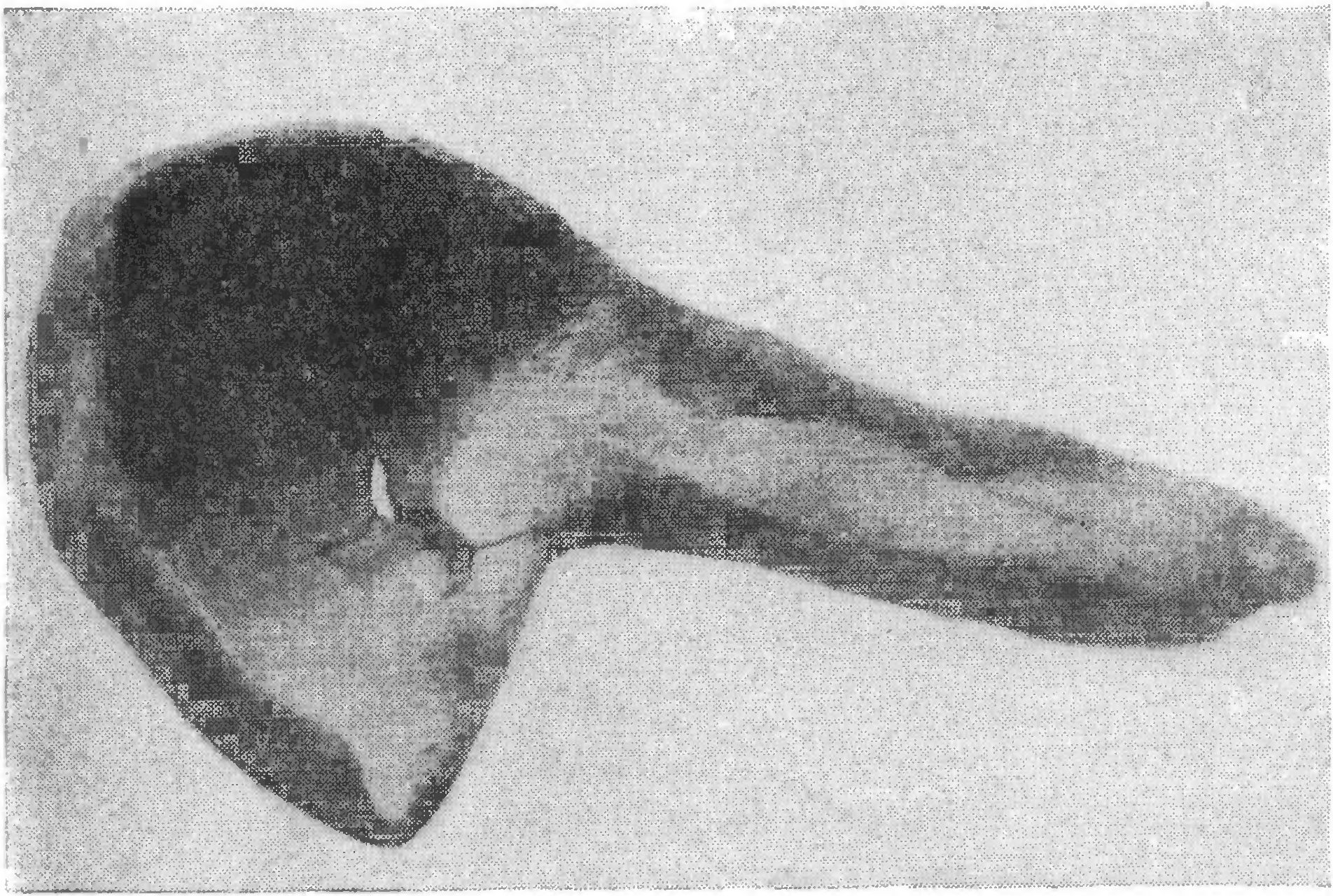 15. Льячка (из раскопок Фанагории 1955 г.) 15. Льячка (из раскопок Фанагории 1955 г.)