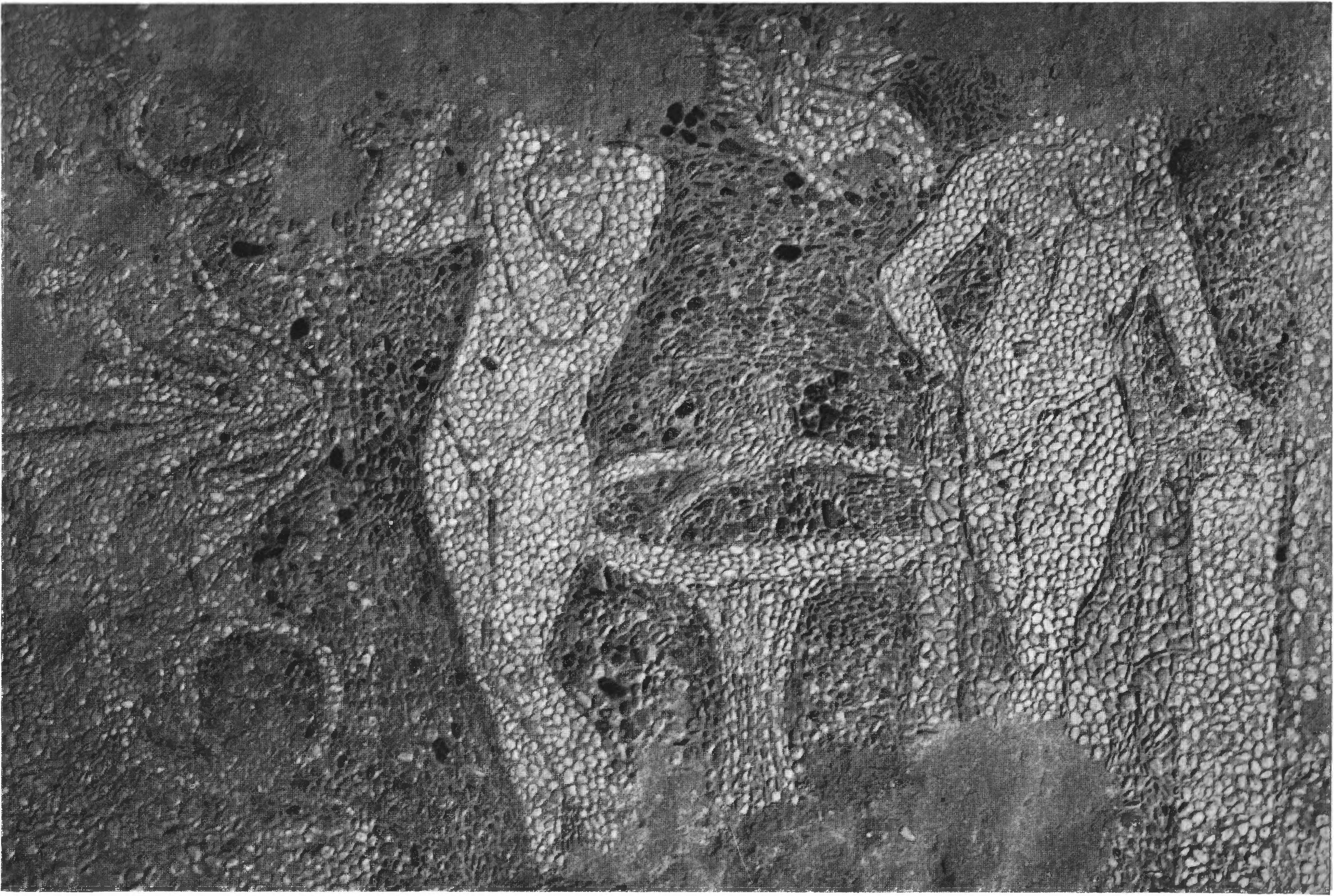 44. Мозаика в одном из херсонесских домов 44. Мозаика в одном из херсонесских домов