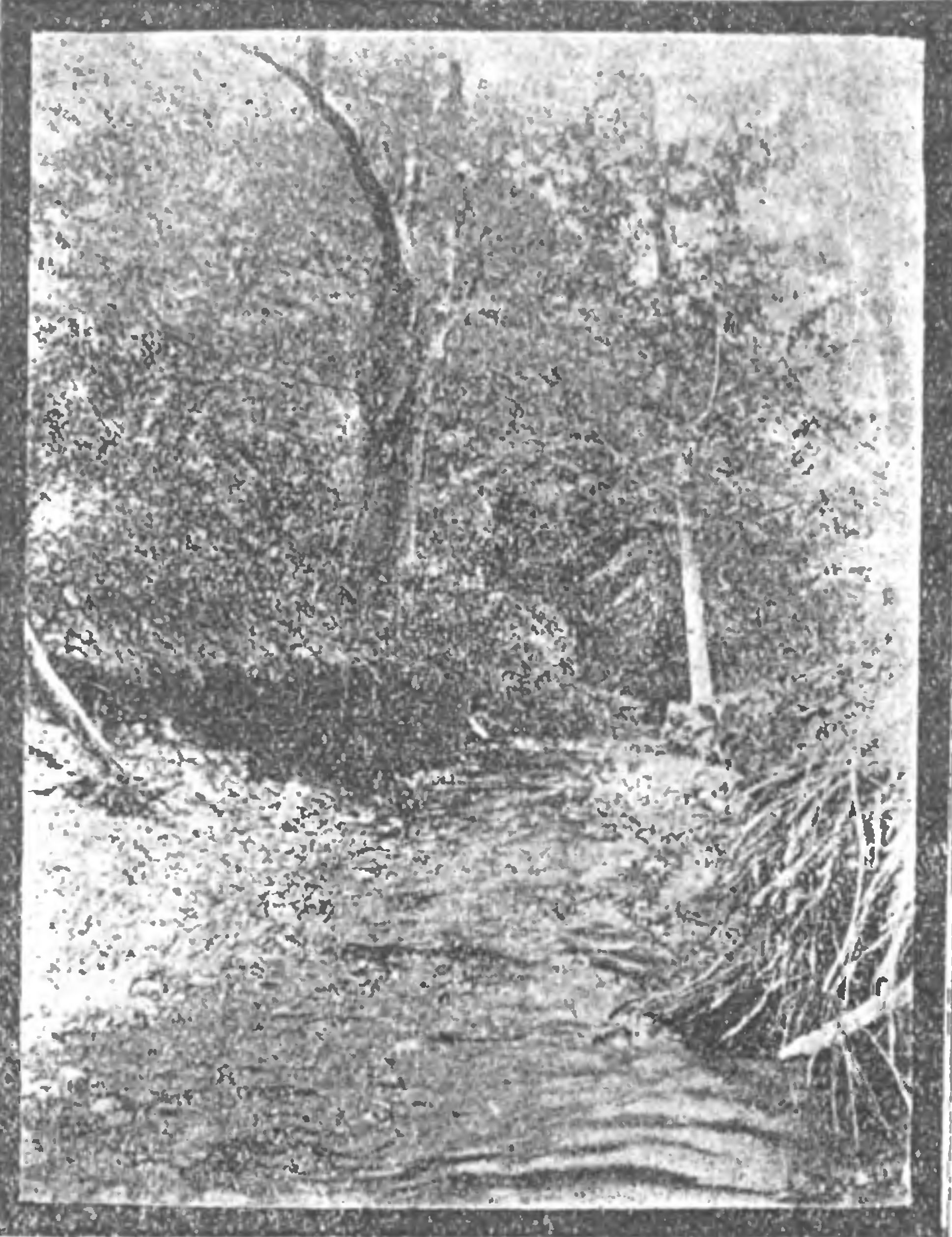 Речка Алма близ бывшего Косьмо-Дамиановского монастыря (фото автора) Речка Алма близ бывшего Косьмо-Дамиановского монастыря (фото автора)