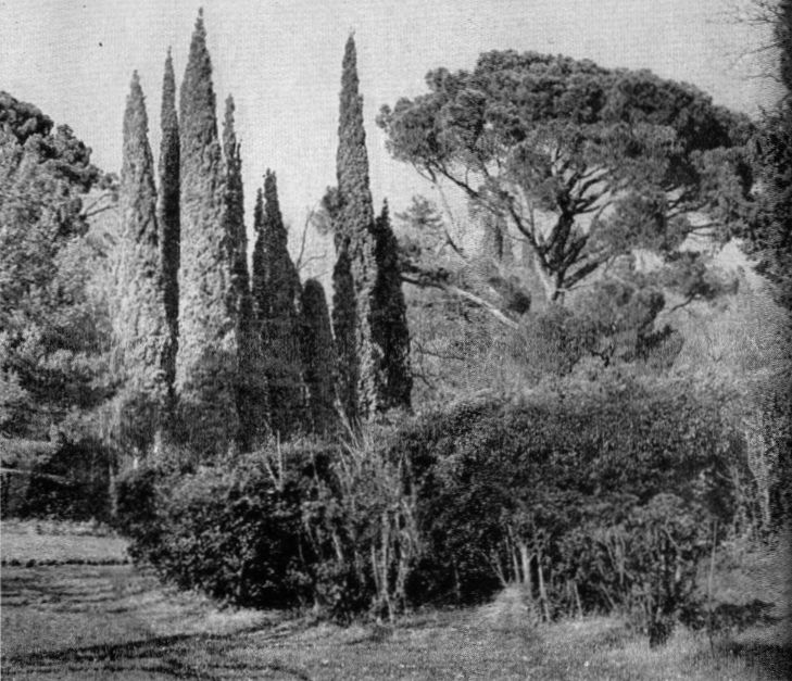 12. Группа пирамидального кипариса и итальянской сосны на контрастной поляне 12. Группа пирамидального кипариса и итальянской сосны на контрастной поляне