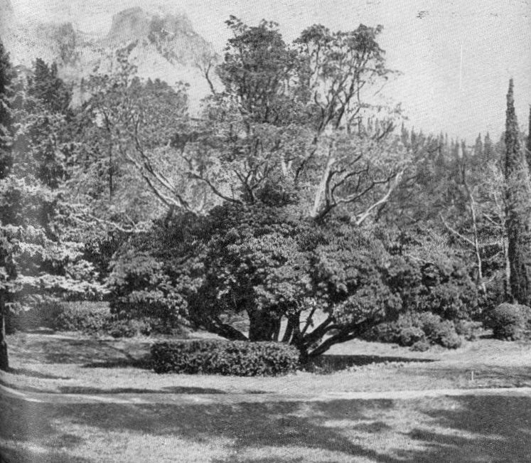 13. Гнездовая группа земляничника мелкоплодного и крупноплодного на контрастной поляне 13. Гнездовая группа земляничника мелкоплодного и крупноплодного на контрастной поляне