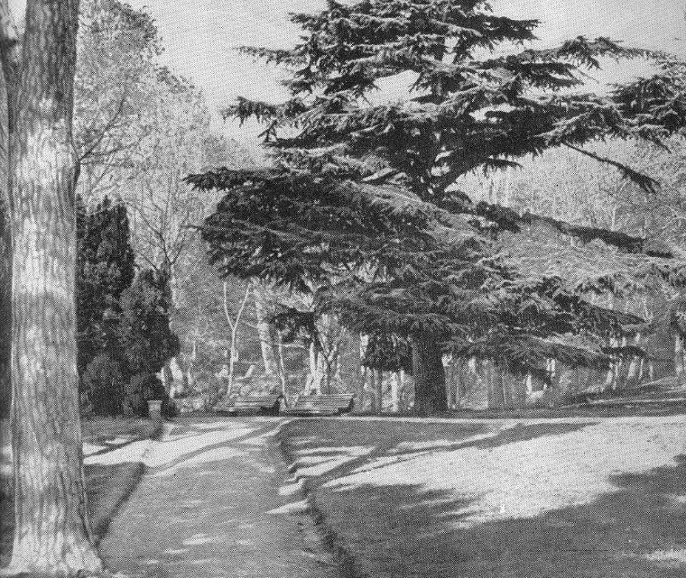 15. Кедр ливанский на солнечной поляне 15. Кедр ливанский на солнечной поляне