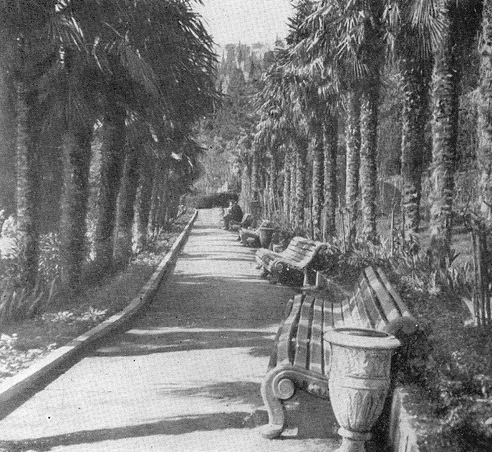 17. Пальмовая аллея 17. Пальмовая аллея