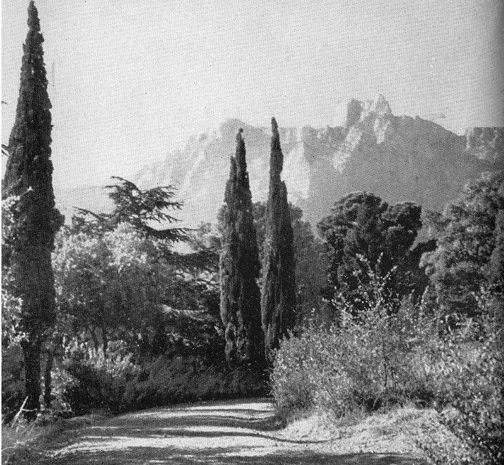 18. Уголок парка. Вдали вершина Ай-Петри 18. Уголок парка. Вдали вершина Ай-Петри