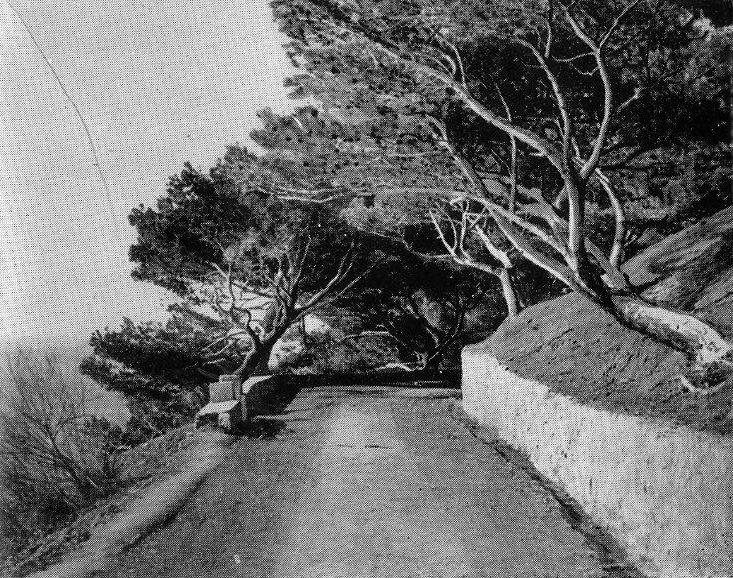 21. Аллея алепской сосны в приморской части парка 21. Аллея алепской сосны в приморской части парка