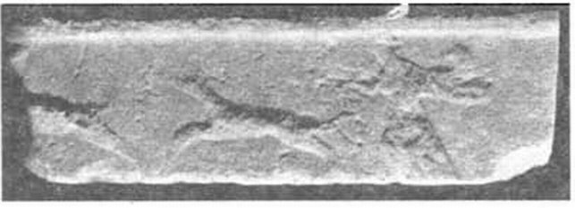 Фрагмент мраморного рельефа с изображением охотящейся Партенос. II—I вв. до н. э. Херсонес