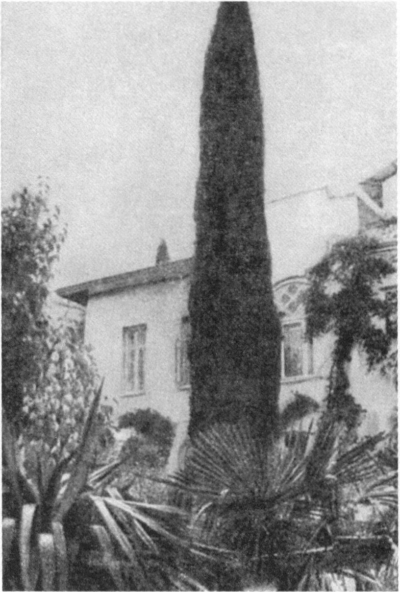 Кипарис, посаженный Марией Павловной у ялтинского дома в год смерти брата Кипарис, посаженный Марией Павловной у ялтинского дома в год смерти брата