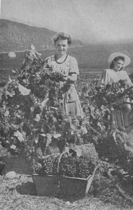 Высокие урожаи снимают виноградари Южного берега. На снимке — сбор винограда в совхозе «Гурзуф» Высокие урожаи снимают виноградари Южного берега. На снимке — сбор винограда в совхозе «Гурзуф»