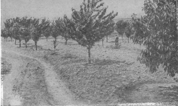 Близ Бахчисарая расположен Помологический рассадник Всесоюзного института растениеводства ВАСХНИЛ. На снимке — насаждения черешни во фруктовом саду рассадника Близ Бахчисарая расположен Помологический рассадник Всесоюзного института растениеводства ВАСХНИЛ. На снимке — насаждения черешни во фруктовом саду рассадника