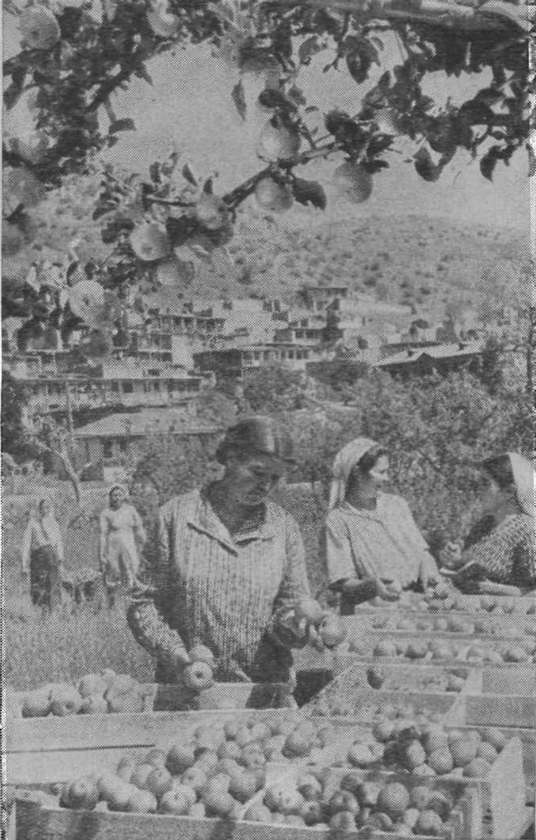 Широко славятся крымские фрукты. На снимке — сортировка яблок в колхозе им. Сталина Алуштинского района Широко славятся крымские фрукты. На снимке — сортировка яблок в колхозе им. Сталина Алуштинского района