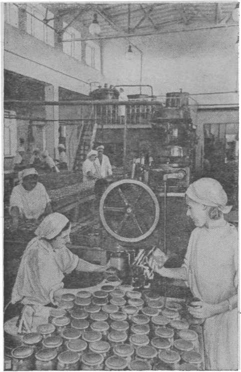 Видную роль в хозяйстве Крыма играет промышленная переработка фруктов и овощей. На снимке — овощной цех Симферопольского консервного завода «Трудовой Октябрь» Видную роль в хозяйстве Крыма играет промышленная переработка фруктов и овощей. На снимке — овощной цех Симферопольского консервного завода «Трудовой Октябрь»