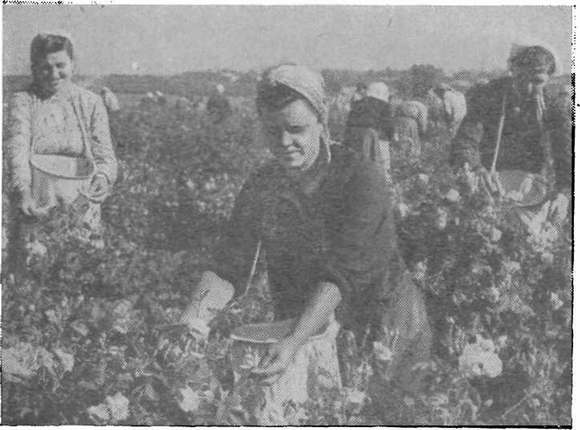 Крым — один из важнейших районов нашей страны по производству эфирных масел. На снимке — сбор лепестков розы на плантациях Симферопольского эфиромасличного завода Крым — один из важнейших районов нашей страны по производству эфирных масел. На снимке — сбор лепестков розы на плантациях Симферопольского эфиромасличного завода