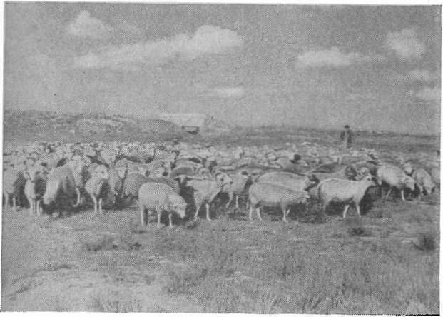 В степных районах Крыма широко развито племенное животноводство. На снимке — стадо цыгайских овец племенной фермы колхоза «Северный Крым» на пастбище В степных районах Крыма широко развито племенное животноводство. На снимке — стадо цыгайских овец племенной фермы колхоза «Северный Крым» на пастбище