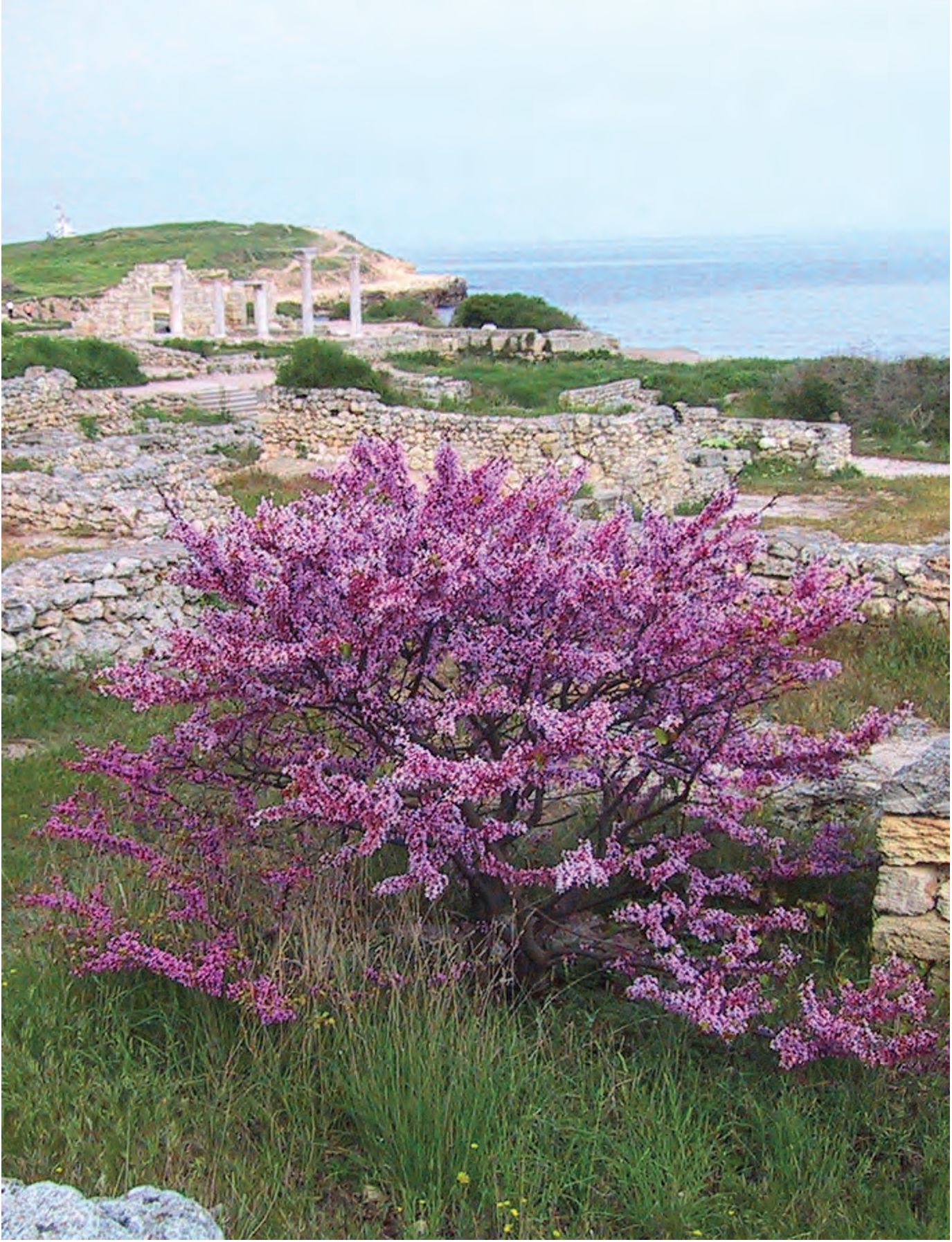 16. Северный район, вид на базилику 1935 г. с юго-востока 16. Северный район, вид на базилику 1935 г. с юго-востока