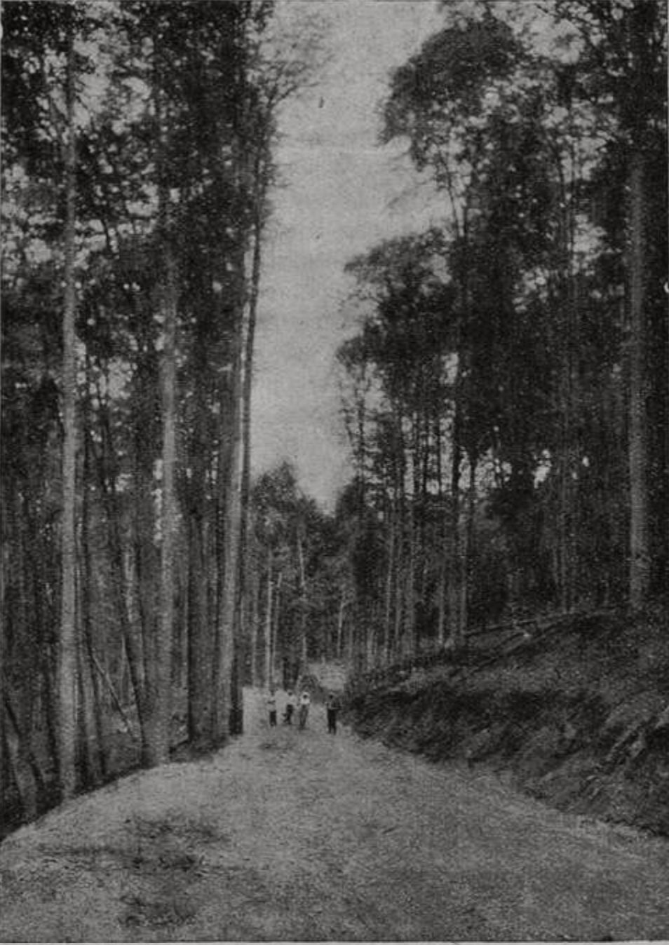 Дорога среди букового леса Дорога среди букового леса