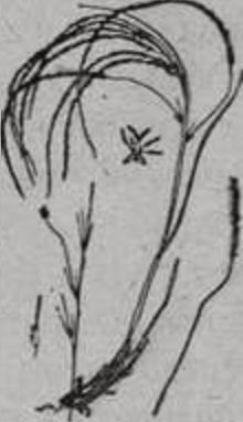 Ковыль Ковыль