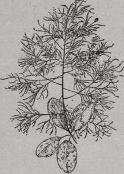 Сумах Сумах