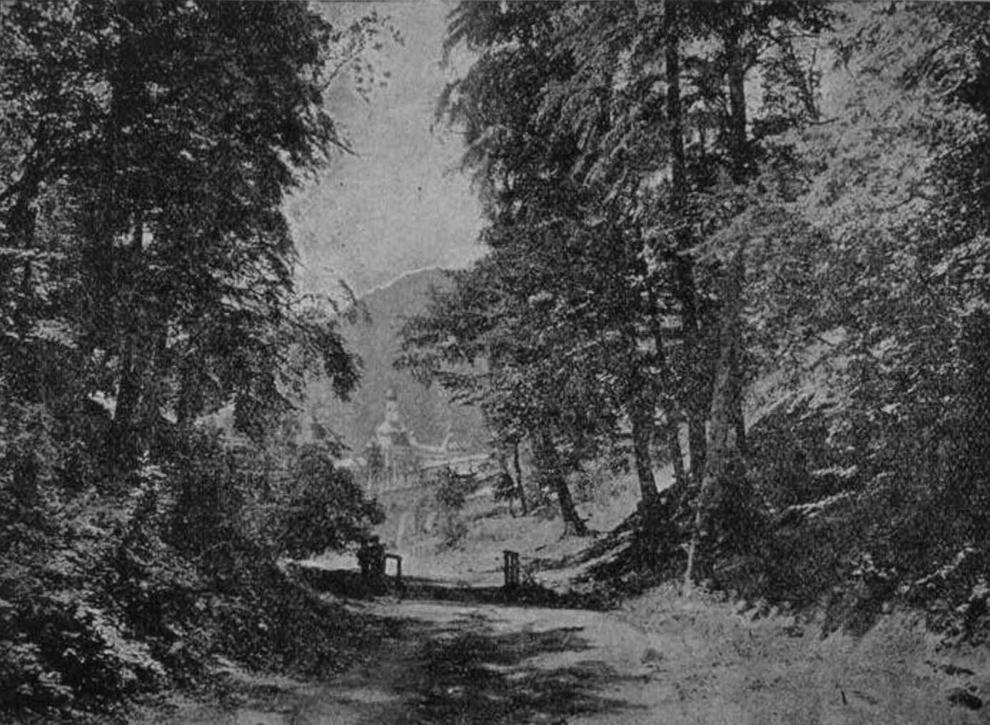 Буковый лес в Заповеднике Буковый лес в Заповеднике