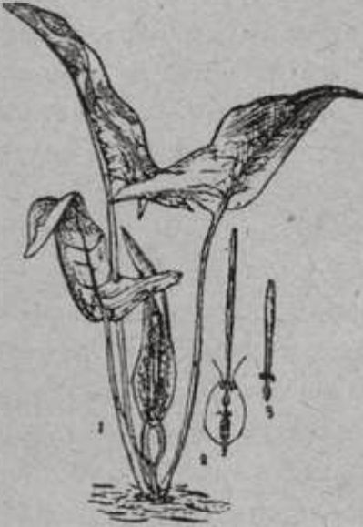 Аронник Аронник