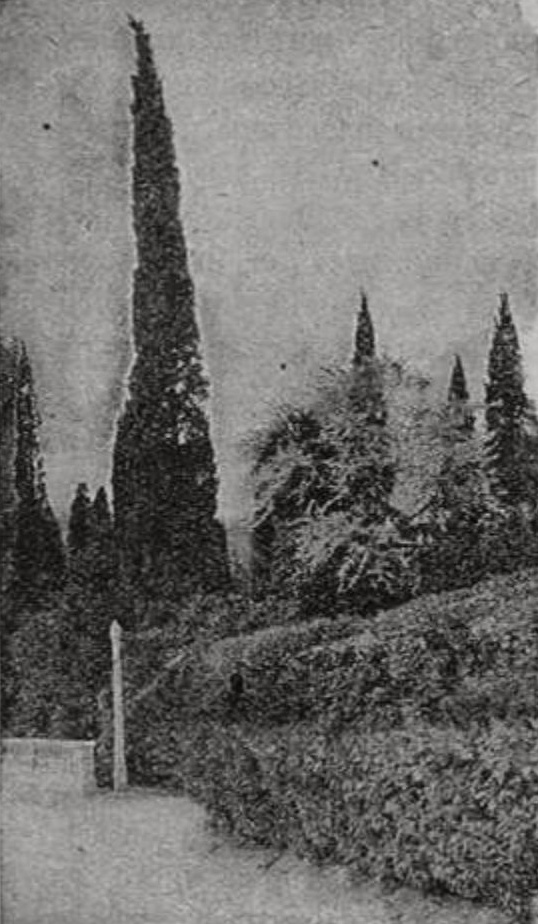 Кипарисы Кипарисы