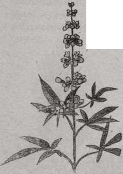 Ветка Авраамова дерева (Vitex agnus castus) Ветка Авраамова дерева (Vitex agnus castus)