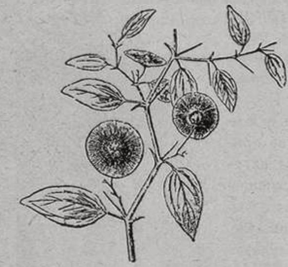 Держи-дерево Держи-дерево