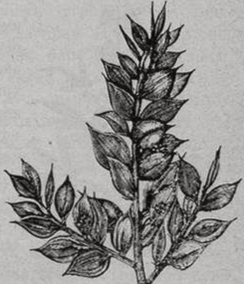 Иглица (Ruscus aculeatus) Иглица (Ruscus aculeatus)