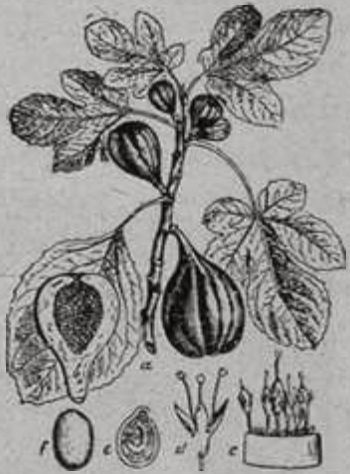 Инжир Инжир