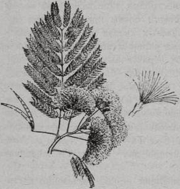 Ленкоранская акация (Acacia Julibrissin) Ленкоранская акация (Acacia Julibrissin)