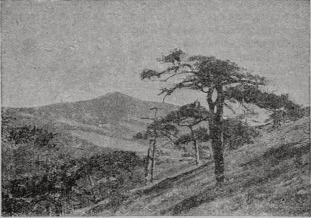 Крымская сосна (фот. Н.Н. Клепинина) Крымская сосна (фот. Н.Н. Клепинина)