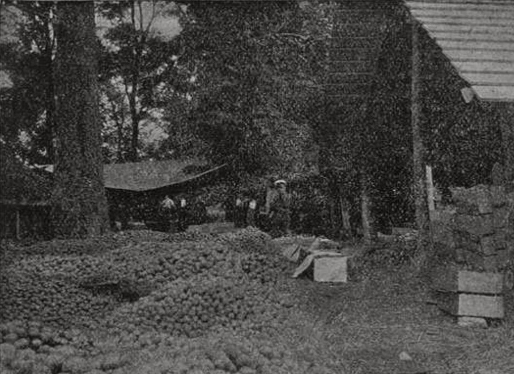 Уборка урожая фруктов Уборка урожая фруктов