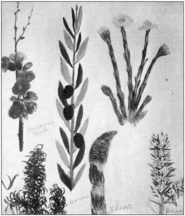 А. Голубкина. Крымская флора (ок. 1910). Бумага, акварель. Музей-мастерская А. Голубкиной (Москва). Воспроизводится впервые А. Голубкина. Крымская флора (ок. 1910). Бумага, акварель. Музей-мастерская А. Голубкиной (Москва). Воспроизводится впервые