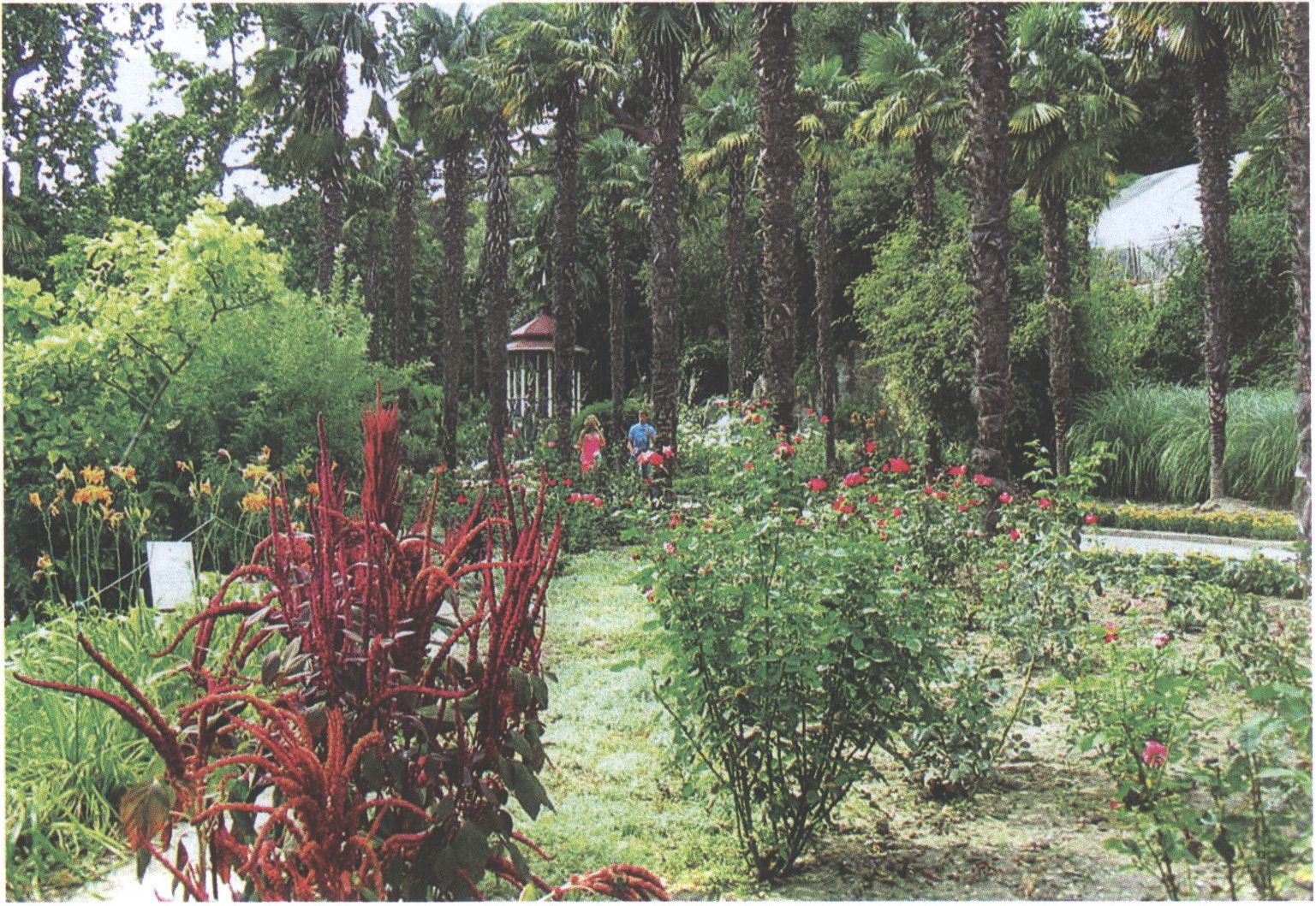 Никитский ботанический сад. Фото О. Широкова. 2014 г. Никитский ботанический сад. Фото О. Широкова. 2014 г.