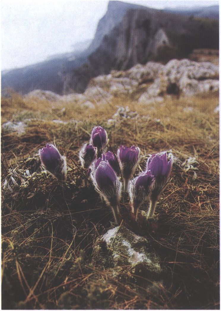 Сон-трава на перевале Шайтан-Мердвен. Фото В. Демиденко. 2014 г. Сон-трава на перевале Шайтан-Мердвен. Фото В. Демиденко. 2014 г.