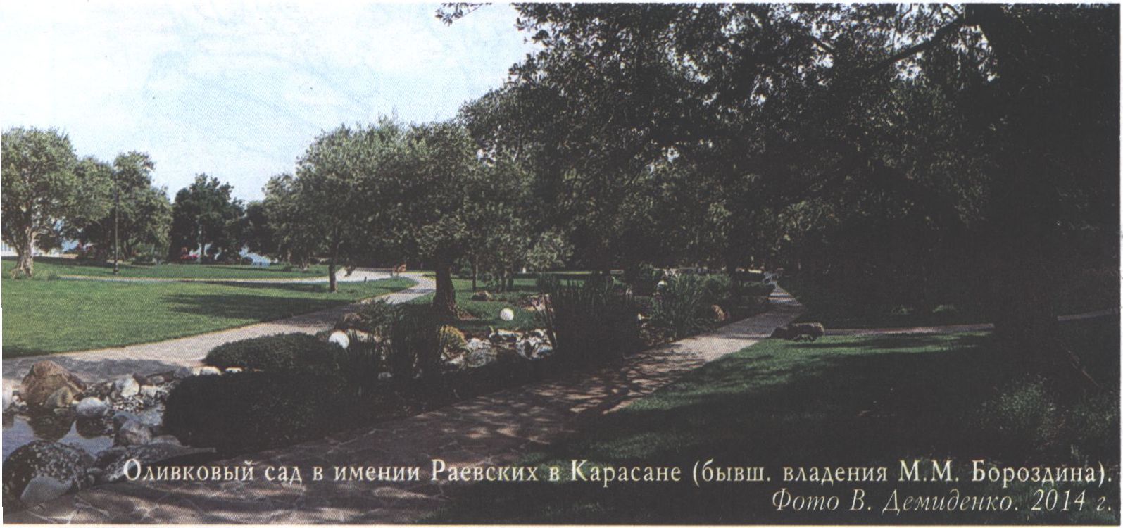 Оливковый сад в имении Раевских в Карасане (бывш. владения М.М. Бороздина). Фото В. Демиденко. 2014 г. Оливковый сад в имении Раевских в Карасане (бывш. владения М.М. Бороздина). Фото В. Демиденко. 2014 г.