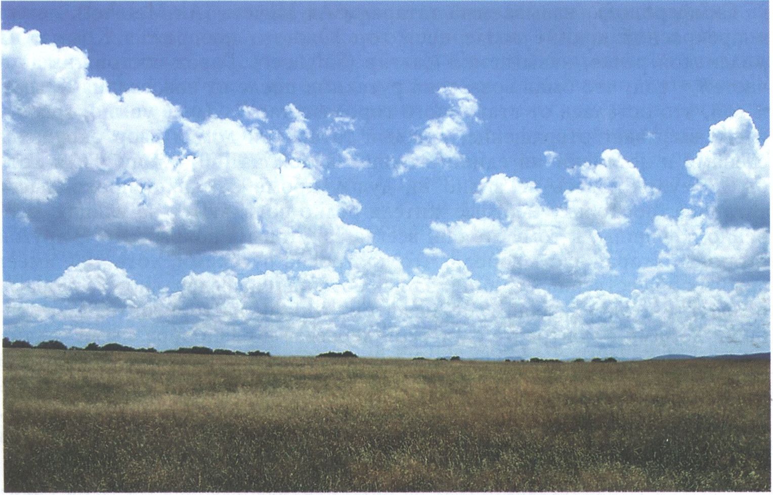 Крымское поле, район с. Партизанского. Фото О. Широкова. 2008 г. Крымское поле, район с. Партизанского. Фото О. Широкова. 2008 г.