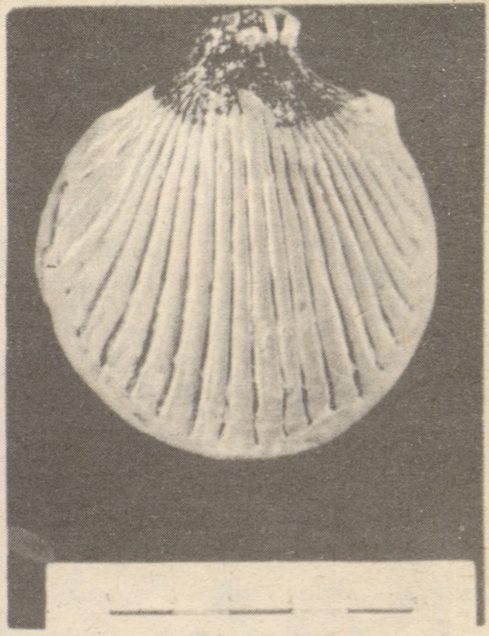 Пан или Силен (?), на оборотной — раковина. IV в. до н. э Пан или Силен (?), на оборотной — раковина. IV в. до н. э