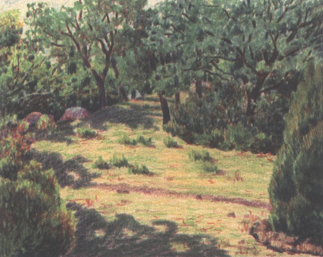 Алупка. Сад. 1954 г. Алупка. Сад. 1954 г.