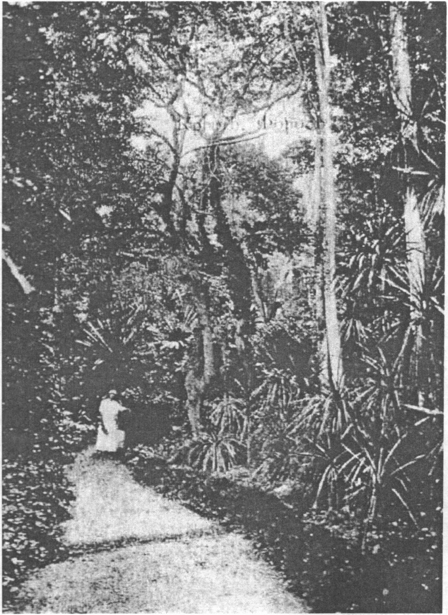 Уголок парка. 1917 г. По предположению М.Ф. Фредди — Шаляпиной, на фото позирует Тереза Валентиновна, жена К.К. Ушкова Уголок парка. 1917 г. По предположению М.Ф. Фредди — Шаляпиной, на фото позирует Тереза Валентиновна, жена К.К. Ушкова