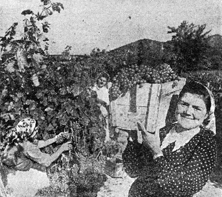 Совхоз «Коктебель», Судакского района. Звено Героя Социалистического Труда А.В. Пиковой за уборкой урожая Совхоз «Коктебель», Судакского района. Звено Героя Социалистического Труда А.В. Пиковой за уборкой урожая