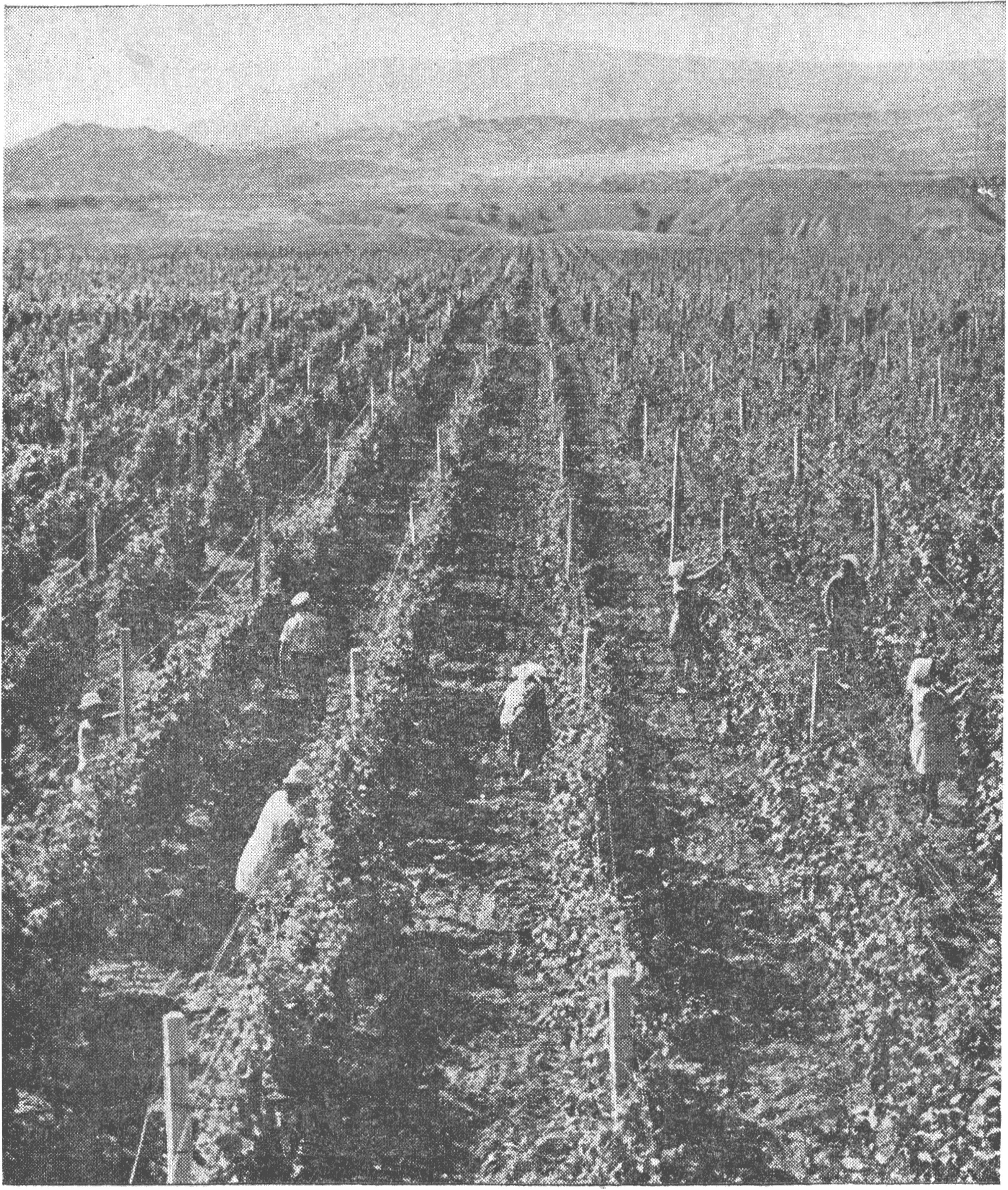 Виноградники совхоза-завода «Новый Свет» Виноградники совхоза-завода «Новый Свет»