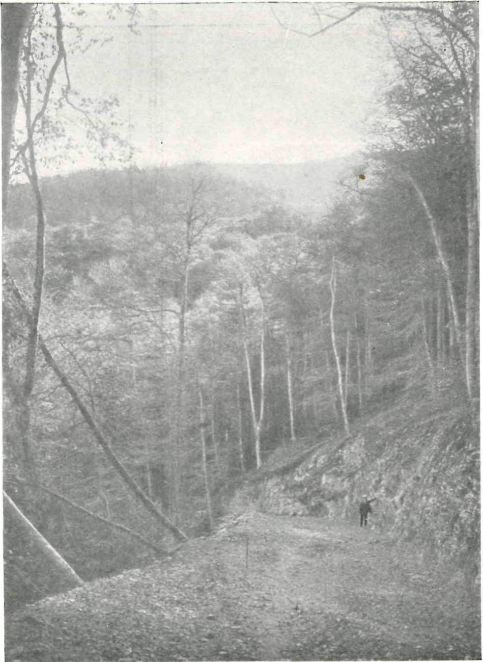 Романовская лесная дорога. Дорога в буковом лесу на 32-й версте Романовская лесная дорога. Дорога в буковом лесу на 32-й версте