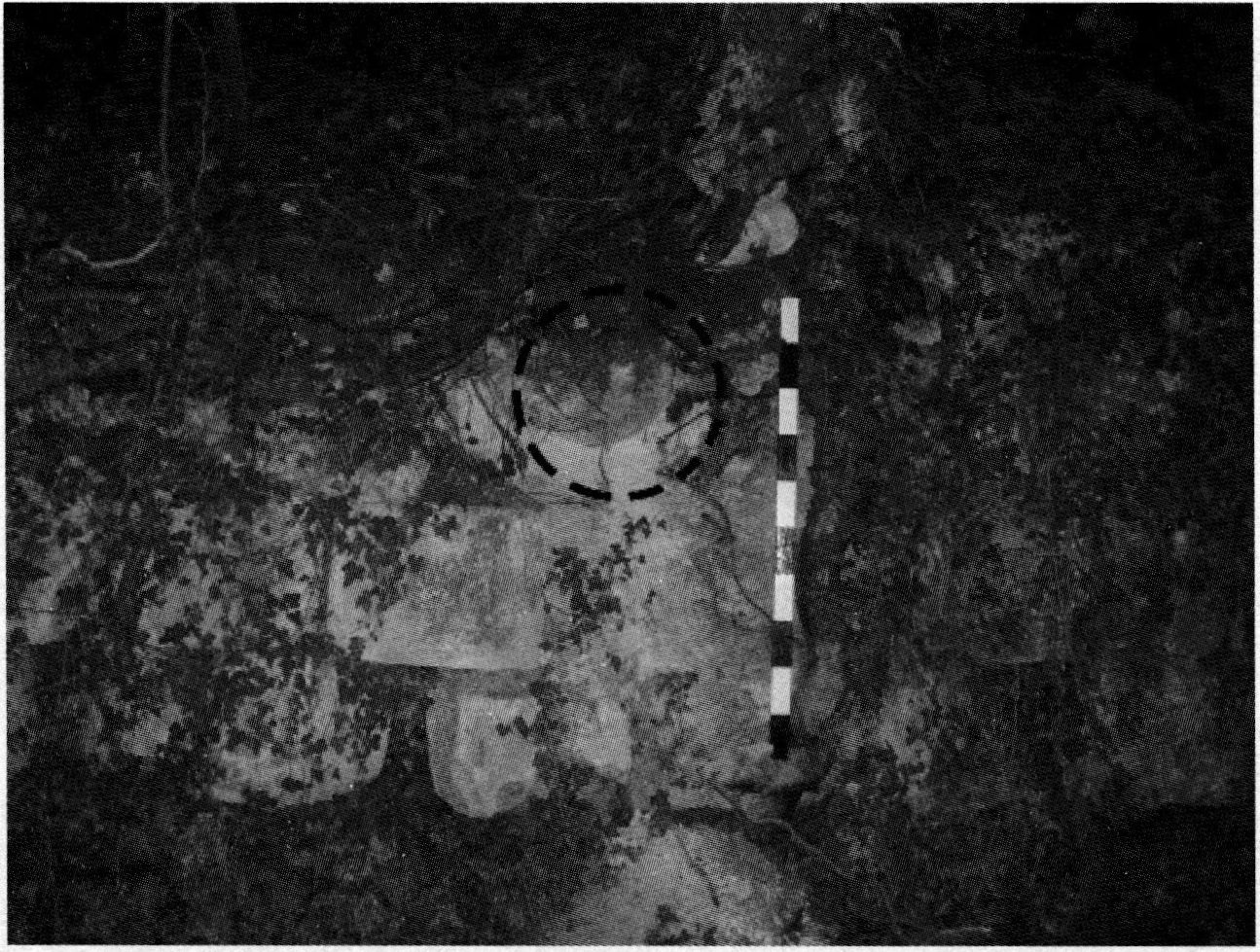 Фрагмент каменного артиллерийского ядра 1475 г., засевшего в кладке укрепления A.XIV Фото при обнаружении. Июль 2007 г.