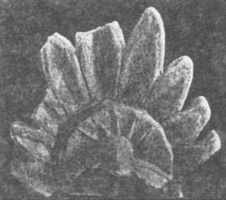 Антефикс с изображением головы Гелиоса из Херсонеса Антефикс с изображением головы Гелиоса из Херсонеса