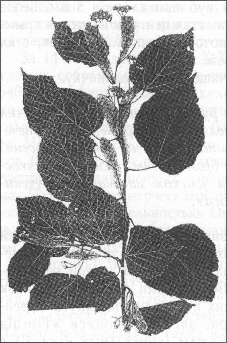 Копия гербарного листа из собрания X. X. Стевена (гербарий Хельсинкского университета, Финляндия)
