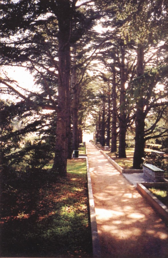 Одна из аллей атласского кедра — самое прохладное и тенистое место парка. Деревья посажены в 1960 году на месте бывшего ипподрома. Родина атласского кедра — северная Африка
