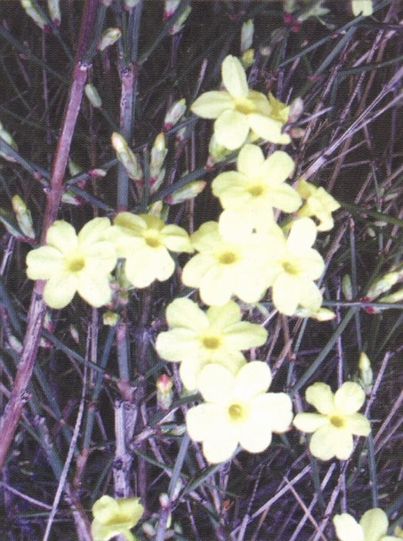 Жасмин голоцветковый. Цветет в самое холодное время: в январе — феврале
